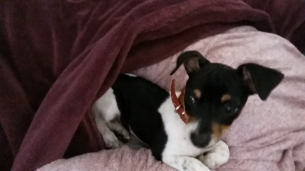 Gumtree toowoomba pets